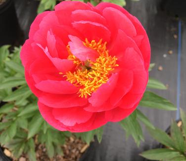 Paeonia Flame