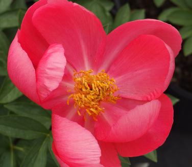 Paeonia Flame