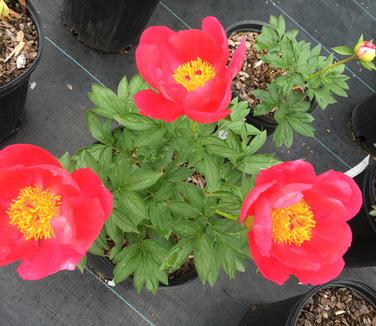 Paeonia Flame