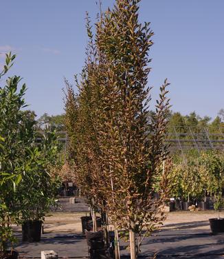 Carpinus betulus Fastigiata