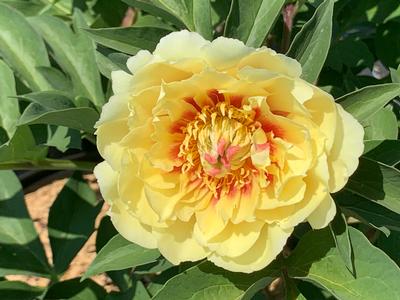 Paeonia x Itoh 'Border Charm' - Itoh Hybrid Peony from Pleasant Run Nursery