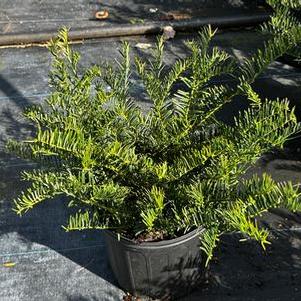 Cephalotaxus harringtonia Fritz Huber