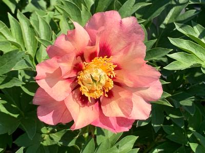 Paeonia x 'Itoh Old Rose Dandy'