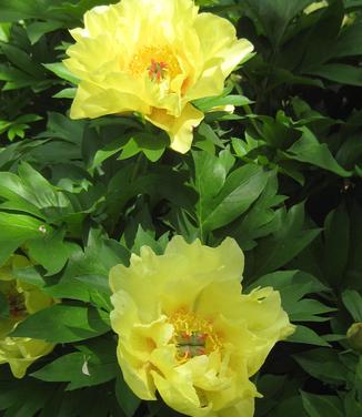 Paeonia x Itoh Bartzella 