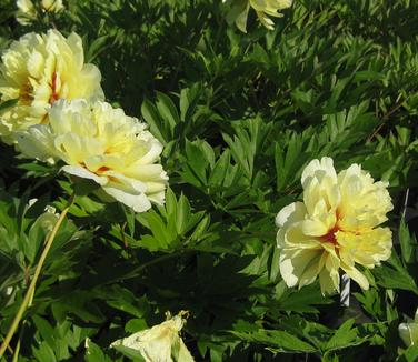 Paeonia x Itoh 'Bartzella'