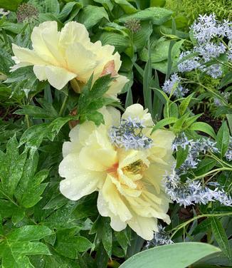 Paeonia x Itoh 'Bartzella' 