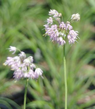 Allium cernuum