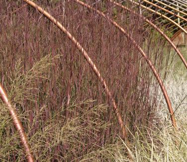 Andropogon gerardii Red October