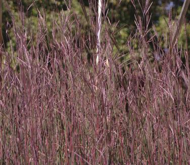 Andropogon gerardii Red October