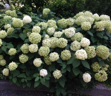 Hydrangea arborescens Annabelle @ Scott Arb