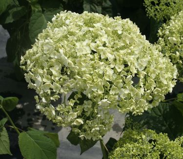 Hydrangea arborescens 'Annabelle' - Smooth Hydrangea 