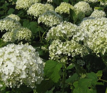 Hydrangea arborescens 'Annabelle' - Smooth Hydrangea