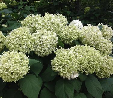 Hydrangea arborescens Annabelle @ Scott Arb