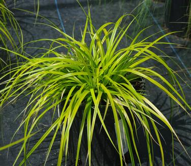 Carex oshimensis EverColor 'Everillo'