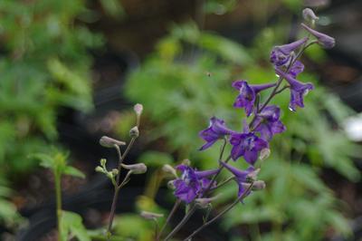 Delphinium exaltatum