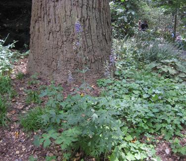 Delphinium exaltatum 