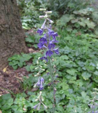 Delphinium exaltatum (@ Scott Arb)