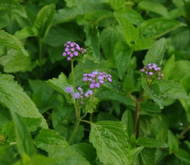 Eupatorium coelestinum