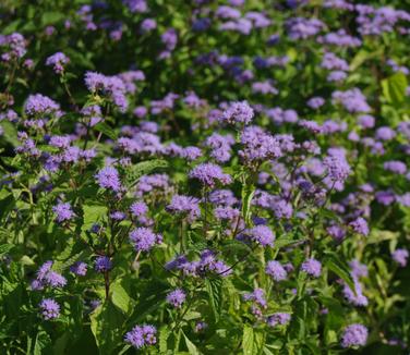 Eupatorium coelestinum