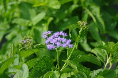 Eupatorium coelestinum