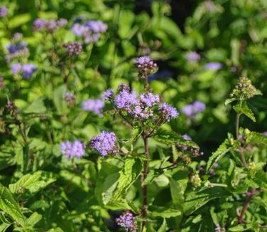 Eupatorium coelestinum