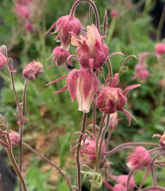 Geum triflorum - Prairie Smoke from Pleasant Run Nursery