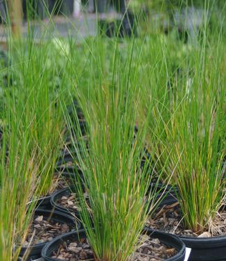 Juncus effusus