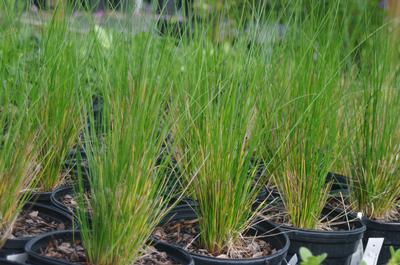 Juncus effusus