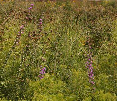 Liatris aspera (NYBG)