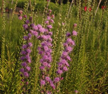 Liatris aspera