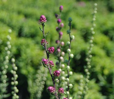 Liatris aspera