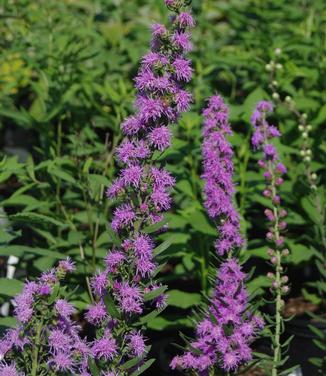 Liatris aspera