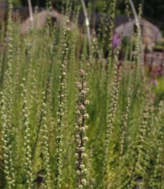 Liatris aspera 