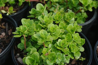 Sedum ternatum