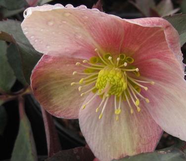 Helleborus x ballardii 'Pink Frost' 