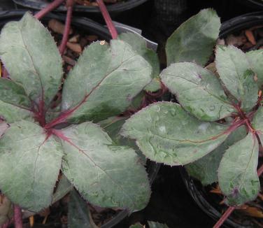 Helleborus x ballardii 'Pink Frost' 