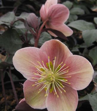 Helleborus x ballardii Pink Frost