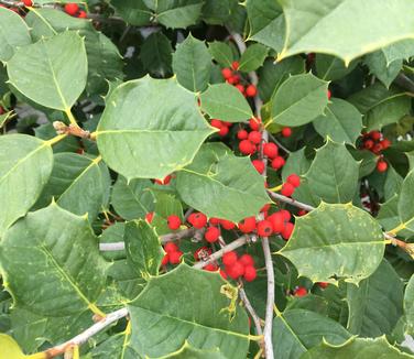  Ilex opaca 'Satyr Hill'