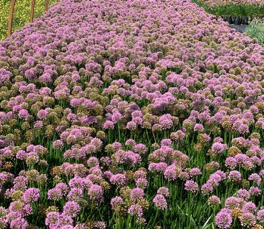 Allium 'Millenium' - Ornamental Onion from Pleasant Run Nursery