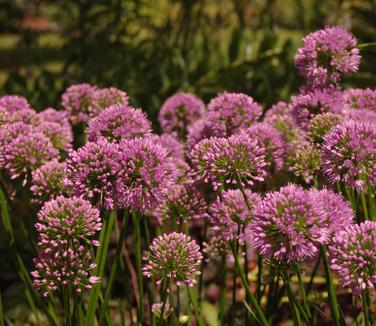 Allium Millenium