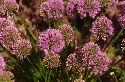 Allium Millenium