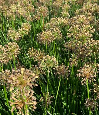 Allium Millenium - Seedheads 