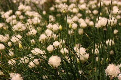 Allium schoenoprasum Snowcap 