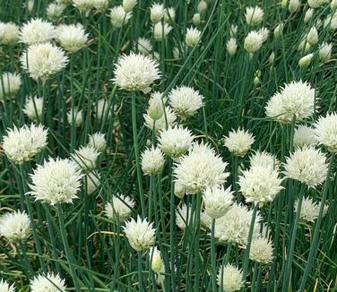 Allium schoenoprasum Snowcap 