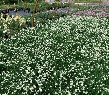 Allium schoenoprasum Snowcap