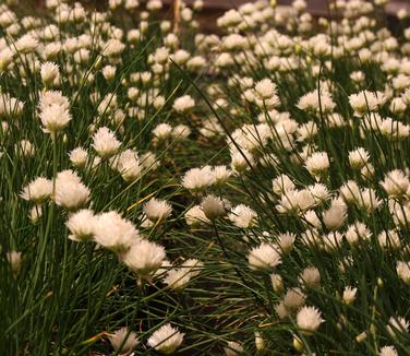Allium schoenoprasum 'Snowcap' - Chives from Pleasant Run Nursery