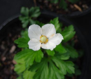 Anemone sylvestris