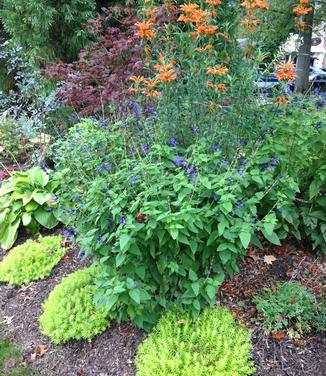 Salvia guaranitica Black and Blue