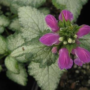 Lamium maculatum Purple Dragon