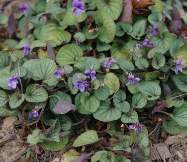 Viola walteri Silver Gem